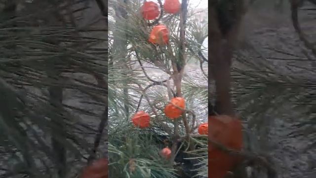 Снег летает кружится...