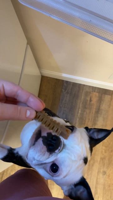 Невозможно открыть холодильник просто так 😏 #dog #flood смотреть онлайн