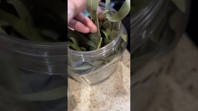 Эвкалипт завариваю - и в увлажнитель🤩дома как в эвкал смотреть онлайн