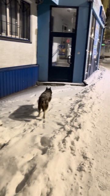 У вас есть питомцы? #питомцы #животные #юмор #жиза смотреть онлайн