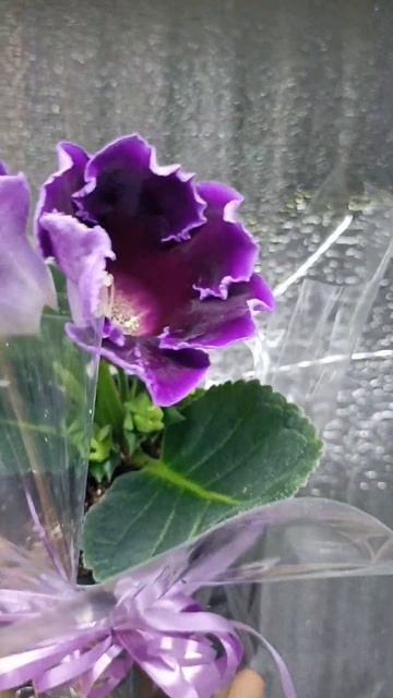 Глоксиния -сеянец #8😊☘️! смотреть онлайн