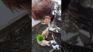 Что нужно сделать, чтобы капуста завязалась?