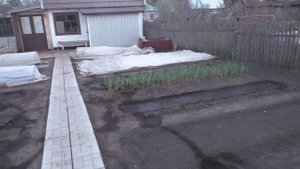 Укрываю грядки от заморозка 13 мая