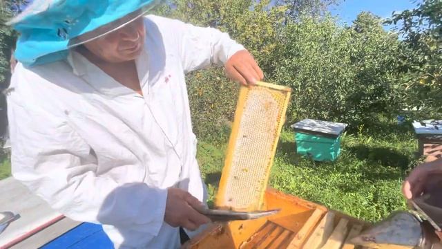 Наш эксперимент производства меда в сотах в больших деревянных рамках-вощина для трутневого расплод