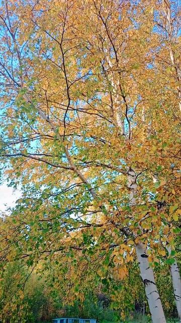 Берёзка#базаРиж#Мончегорск# смотреть онлайн