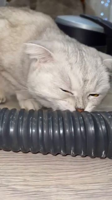 Секрет робота пылесоса#шортс #приколы #animals #приколысж? смотреть онлайн