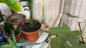 Замиокулькасы Равен и Давон,чесный обзор