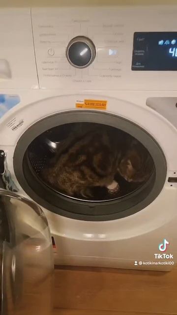 Пошли кошку стирать 🤣 смотреть онлайн