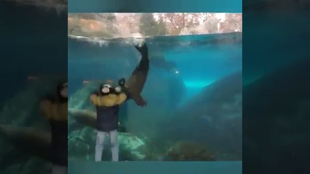 Смешные морские животные смотреть онлайн