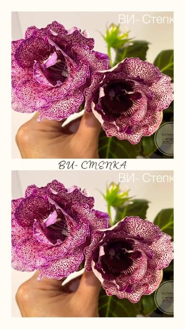 ВИ- Степка #sinningia #геснериевые #синнингия #цветы #цветып