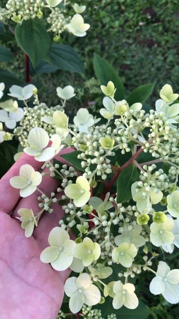 Метельчатая гортензия Wims Red (Вимс ред) начало цветения смотреть онлайн