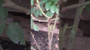 Всегда ли нужно удалять у роз красные побеги перед зим