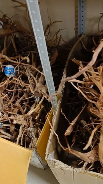 Коряги Сакура,Азалия,Чечил,Дракон смотреть онлайн