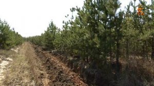 О мероприятиях по охране лесов от пожаров (апрель 2025, COLOMNA.RU)