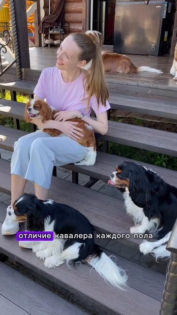 Знакомство с породой Кавалер Кинг Чарльз спаниель