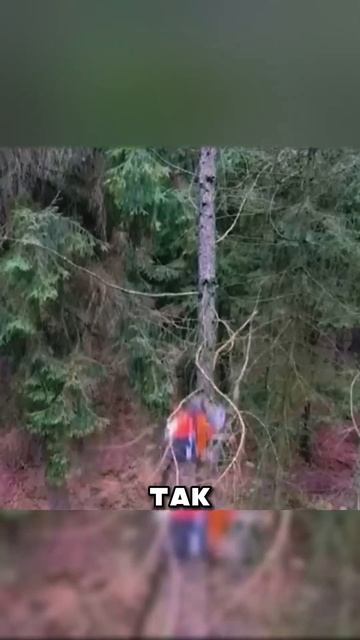 Китайцы снова вырубают Сибирь 😱 смотреть онлайн