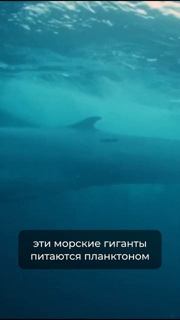 Синий кит - Самое большое животное в мире #интересное смотреть онлайн