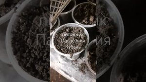 Инструкция по проращиваию черенков павловнии