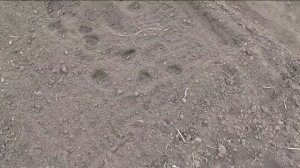 Следы на грядке