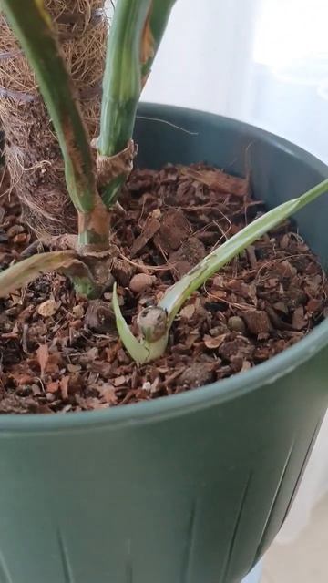 Первый резной 🌿🥳 смотреть онлайн