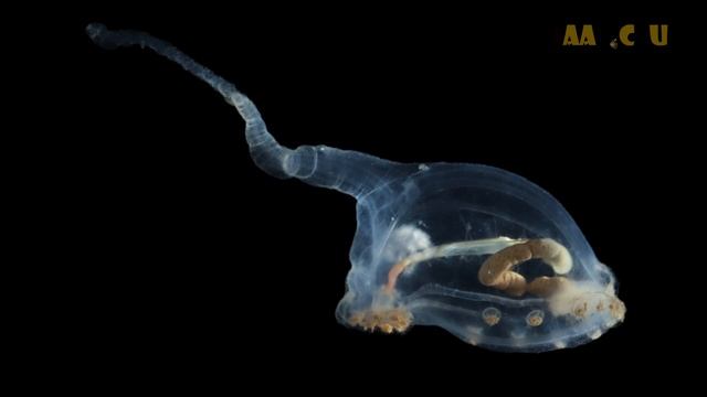 В глубинах океана обнаружены новые виды, похожие на ин смотреть онлайн