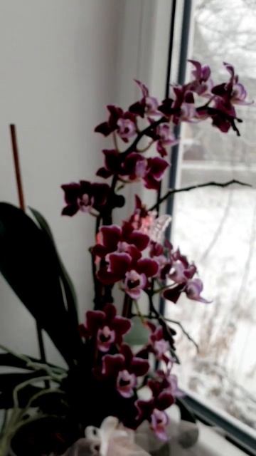 Орхидея всегда цветёт, и зимой и летом. Ессентуки -13 / 8. смотреть онлайн