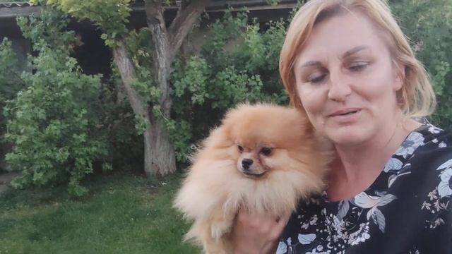 Померанский шпиц Красавчик Лаки.Продажа доставка по миру79788972514