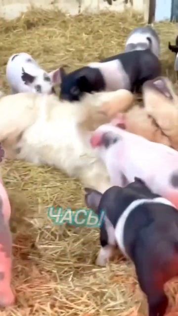 Продажа часов наручных, настенных, электронных, акссе? смотреть онлайн