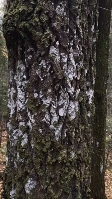 karelia forest карелия shorts Люблю лес. Деревянка. 07.10.23