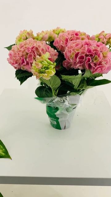 Розовая гортензия, нежнейшая смотреть онлайн