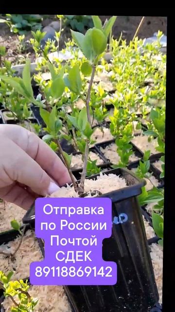 Гортензии в Р9 от 500 руб. Питомник гортензий " Райский у? смотреть онлайн