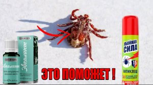 Как защититься от Клещей. Средство и способ защиты от Клещей. Реакция клеща на Эвкалипт.
