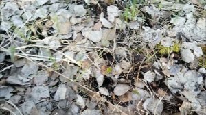 Сезон сморчковой шапочки 2025. #mushroom #грибы #сморчковаяшапочка #сморчки #грибнойсезон