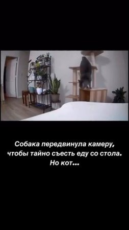Котовидео