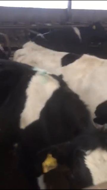 Как правильно выбирать скот советы фермерам смотреть онлайн