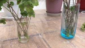 Пеларгония. Lara Jenny от обрезки до укоренения.