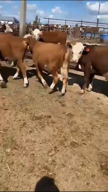 Бычки Герофорды 120 голов Веса: 200-250 кг., Цена: 270₽/кг нал. смотреть онлайн