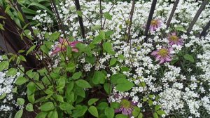 Зацвёл клематис "Кайзер".