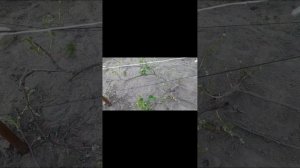 Пытаюсь спасти урожай винограда