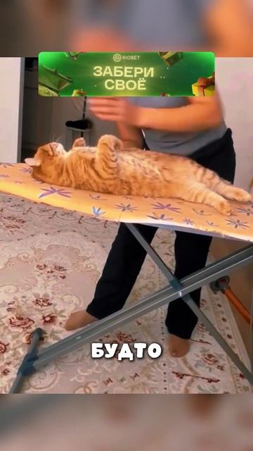 Лучший массаж для вашего кота 🐈 смотреть онлайн