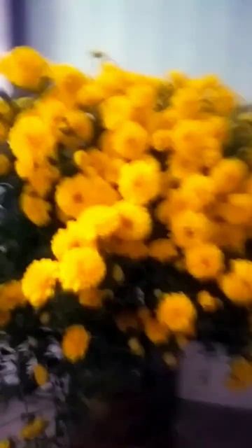 Цветы самые красивые смотреть онлайн