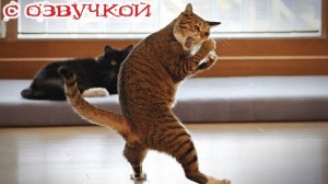 Приколы с котами! С ОЗВУЧКОЙ! Смешные видео о животных! Смешные коты! До слез!