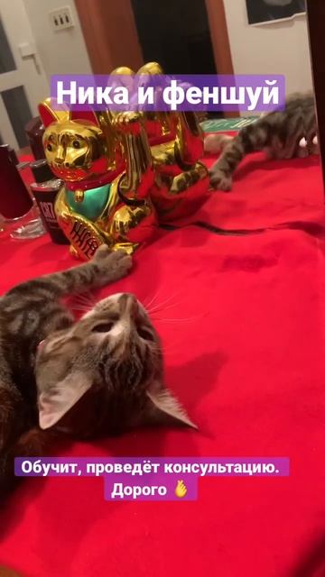 Котики 🐈 , таро, феншуй. Всё для дома 🏡. смотреть онлайн