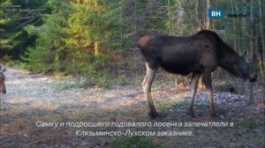 Во Владимирской области в фотоловушку попала семья лосей