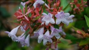 Нежный полувечнозеленый кустарник Абелия (Abelia)