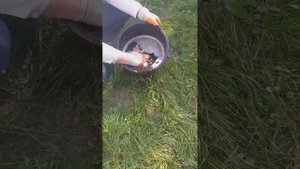 Черный орех (посадка, уход)