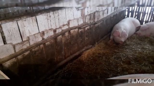 Свиньи на откорм в 6 месяцов 178 кг. Живой вес 54 грн. Удач? смотреть онлайн