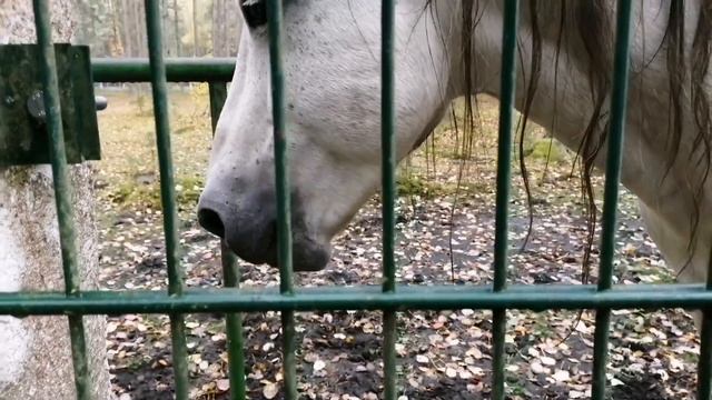 ❗Смешные животные. Смешные моменты в мире лошадей 2022. Funny horse. смотреть онлайн