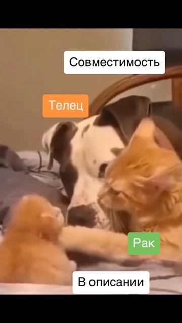 Совместимость Телец и Рак - 100%