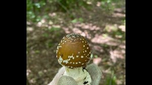 Пантерный Мухомор - Сбор ИЮНЬ 2024!!!